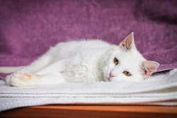 ♥ Snowie - Amazing Sweetheart ♥